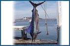 Trophy marlin